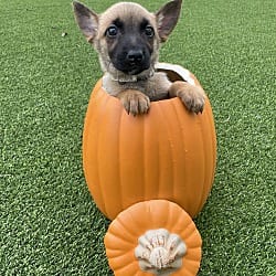 Photo of Hallowed Harvest - Baby Boo - Located in Florida, adoptable Belgian Malinois in Imlay City, Michigan