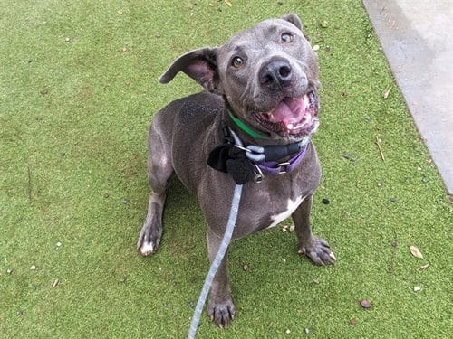 Photo of Sterling, adoptable American Pit Bull Terrier in Phoenix, Arizona
