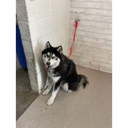 Photo of Mr Wiggles, adoptable Alaskan Malamute in San Bernardino, California