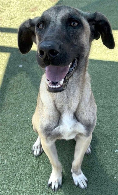 Photo of Scooba Steve, adoptable Labrador Retriever in Pasadena, Texas