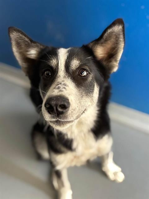 Photo of A256925, adoptable Siberian Husky in Visalia, California