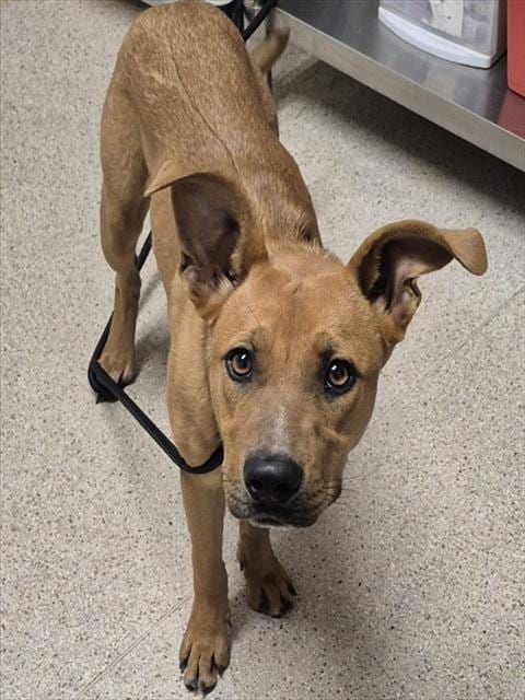 Photo of Nerd, adoptable Labrador Retriever in Bakersfield, California