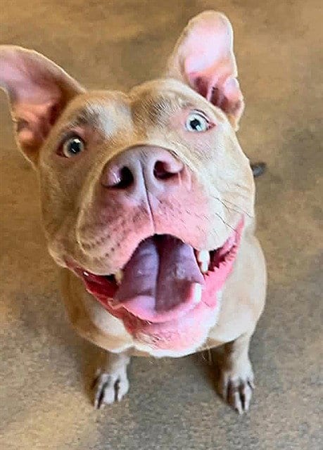 Photo of Shortcake, adoptable Pit Bull Terrier in Sacramento, California