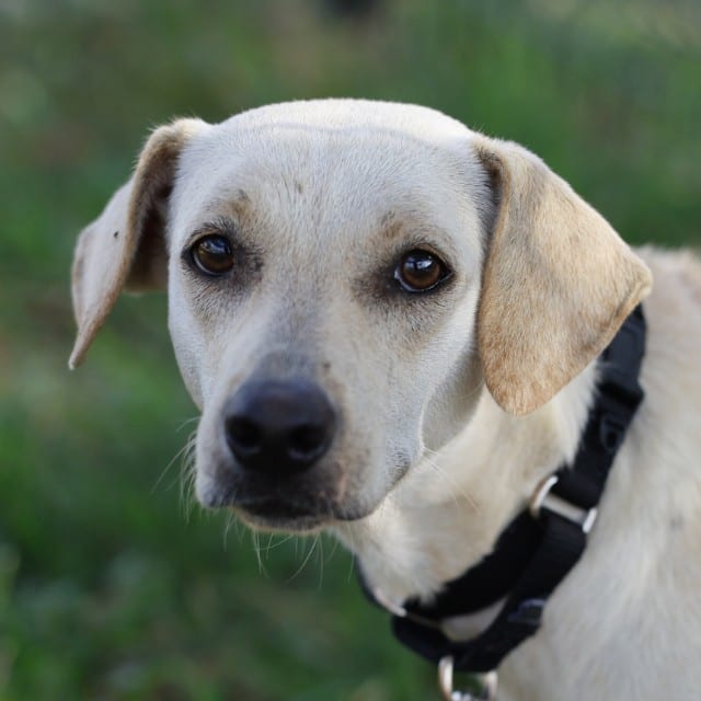Photo of Lucy, adoptable dog in San Antonio, Texas