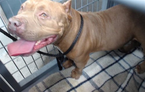 Photo of Canelo, adoptable Pit Bull Terrier in Downey, California