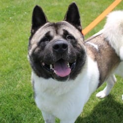 Photo of Groot, adoptable Akita in Champaign, Illinois