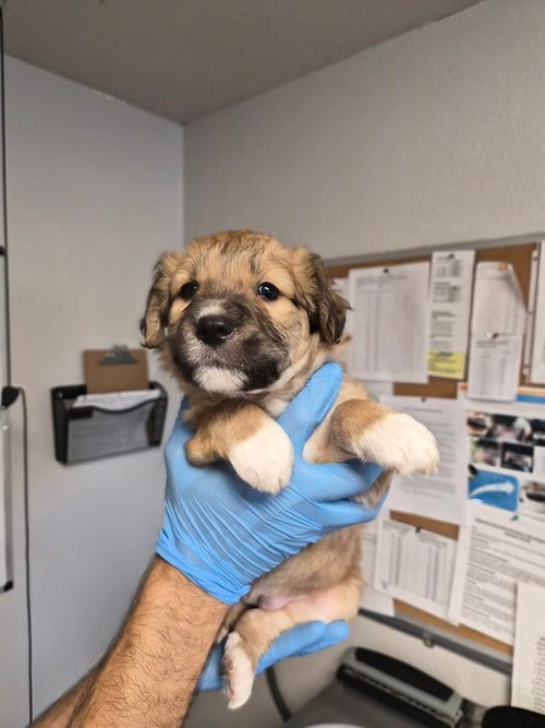 Photo of Dyson, adoptable Australian Shepherd in Bolivar, Missouri