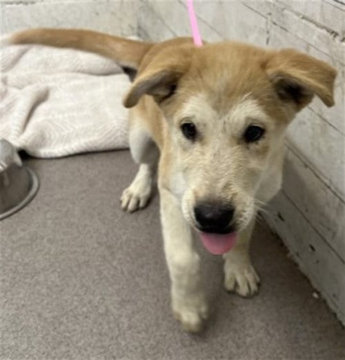 Photo of Dottie, adoptable Siberian Husky in San Bernardino, California