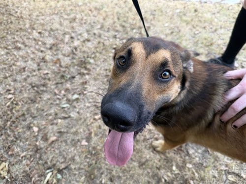 Photo of Taho, adoptable German Shepherd Dog in Garland, Texas