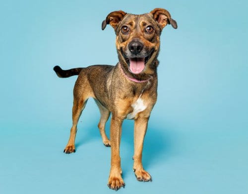 Photo of Rory, adoptable Unknown breed in Durham, North Carolina
