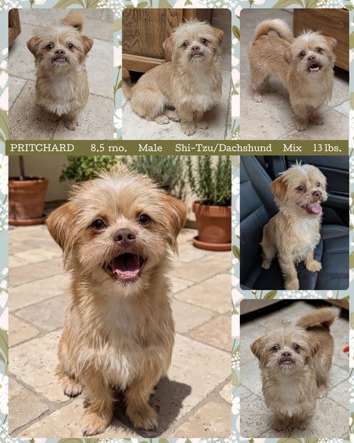 Photo of Pritchard, adoptable Shih Tzu in Mesa, Arizona