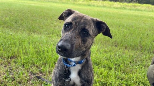 Photo of Ocelot, adoptable Labrador Retriever in Ocala, Florida