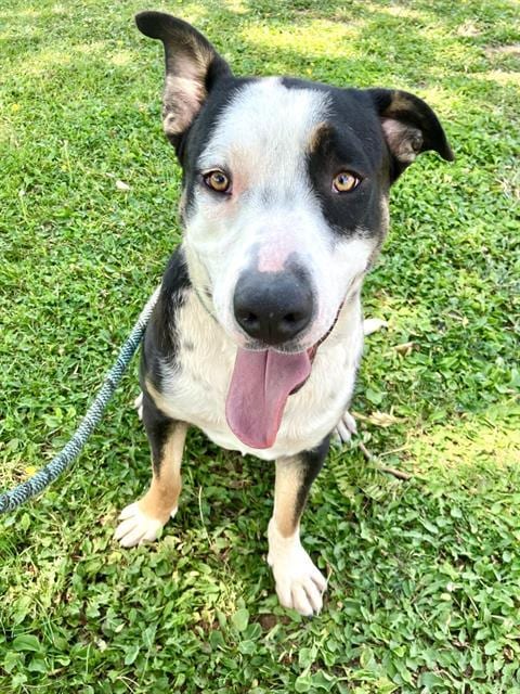 Photo of Mikey, adoptable Pit Bull Terrier in Albuquerque, New Mexico