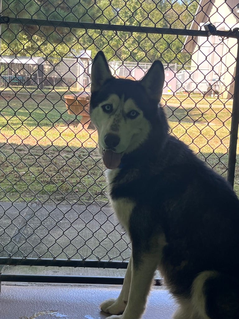 Photo of Chico, adoptable Husky in Nacogdoches, Texas