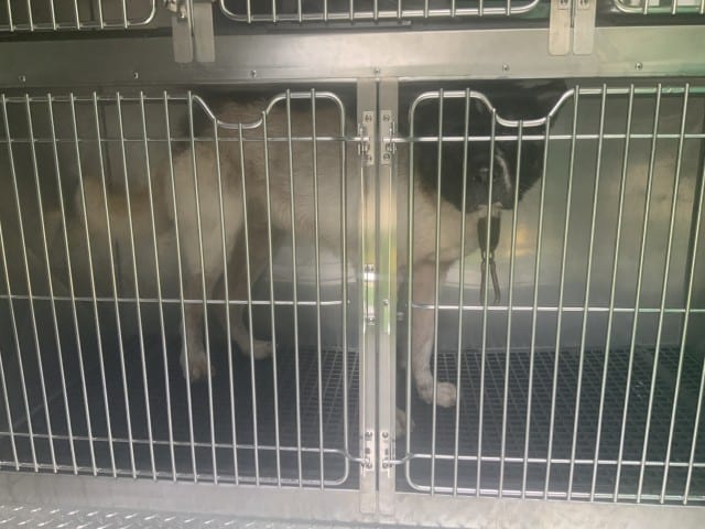 Photo of Son, adoptable Akita in Chicago, Illinois
