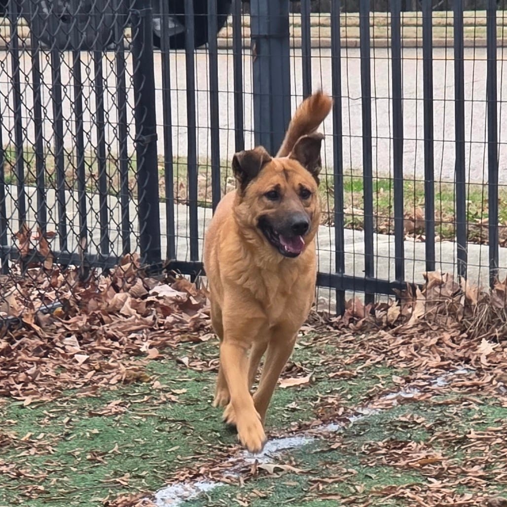 Photo of Sponge Bob, adoptable Mixed Breed (Medium)