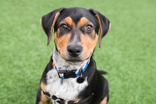 Photo of Mayo the Puppy, adoptable Pit Bull Terrier in Burlingame, California