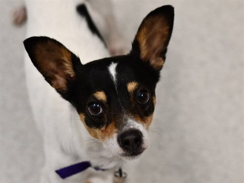 Photo of Detective Watson, adoptable Rat Terrier in Denver, Colorado