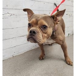 Photo of Katie, adoptable French Bulldog in San Bernardino, California