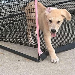 Photo of Nola, adoptable Great Dane Labrador Retriever in Bullard, Texas