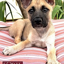 Photo of Dinah, adoptable German Shepherd Dog Belgian Malinois in Marina del Rey, California