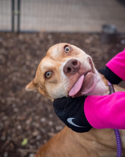 Photo of Grateful, adoptable dog in Chamblee, Georgia