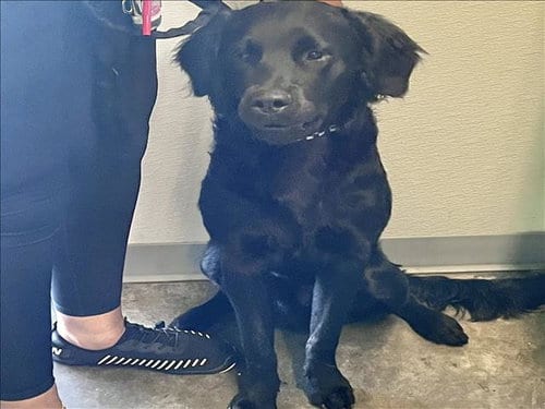Photo of Ryder, adoptable Labrador Retriever in Los Angeles, California