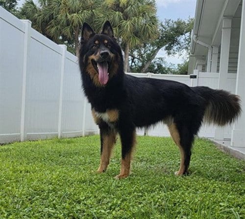 Photo of Milo, adoptable German Shepherd Dog in Palmetto, Florida