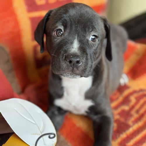 Photo of Justice Pup - Case, adoptable Labrador Retriever in San Diego, California