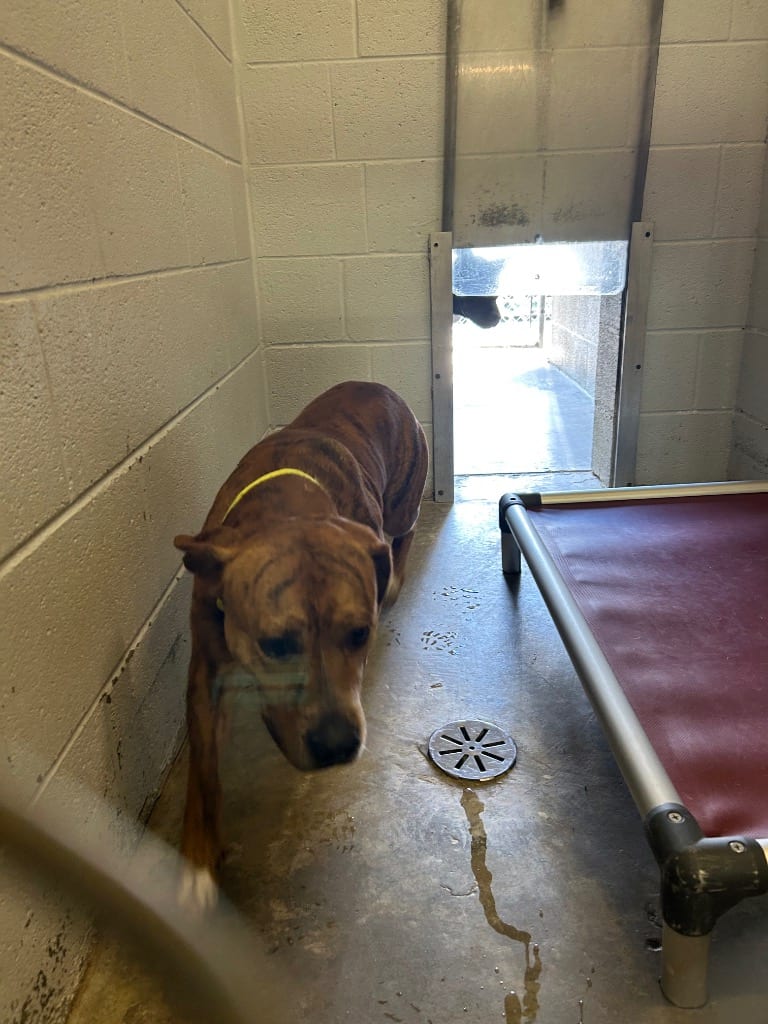 Photo of Anders, adoptable Pit Bull Terrier in Chickamauga, Georgia