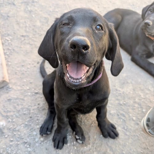Photo of Maraba, adoptable Labrador Retriever in Yreka, California