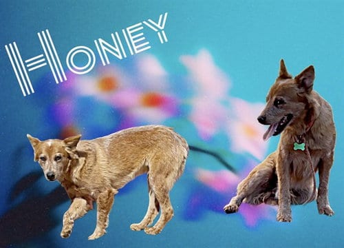 Photo of Honey, adoptable Australian Cattle Dog/Blue Heeler in Albuquerque, New Mexico