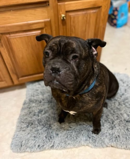 Photo of Blaze, adoptable Cane Corso Mastiff in Baltimore, Maryland