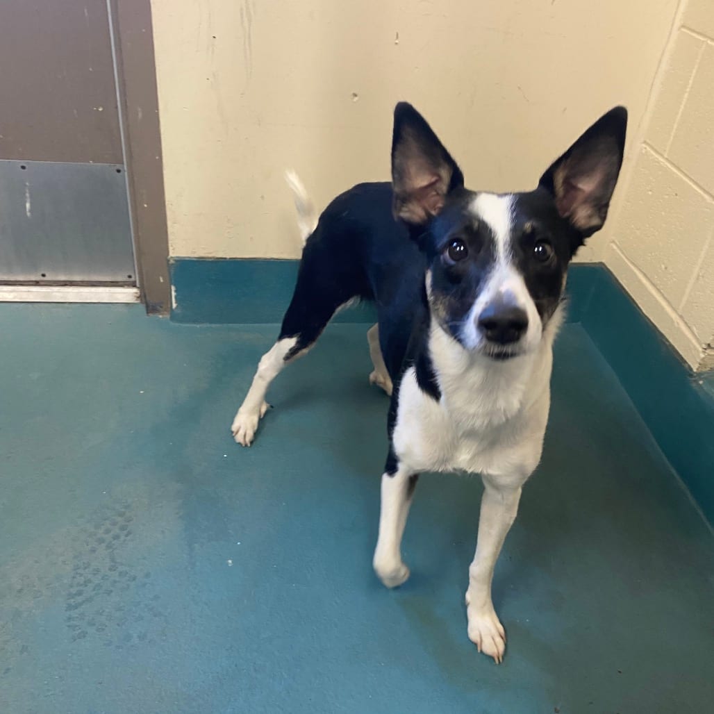 Photo of Jodie, adoptable dog