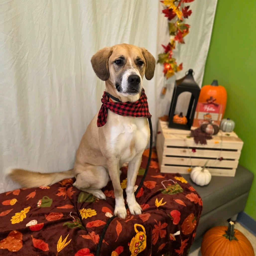 Photo of Socks, adoptable Mixed Breed (Large) in Winfield, West Virginia