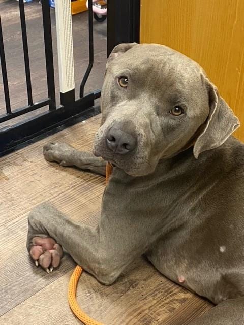 Photo of Albert, adoptable American Pit Bull Terrier in Albuquerque, New Mexico