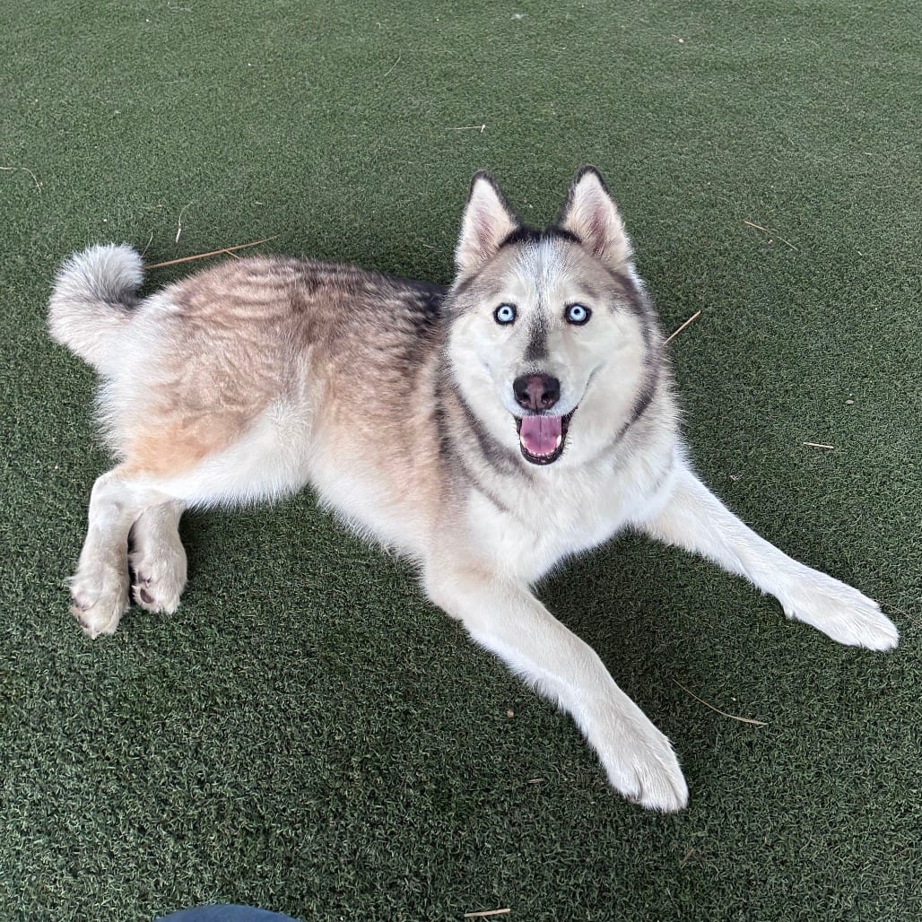 Photo of Cassie, adoptable Husky / Mixed Breed (Medium) in Riverside, California
