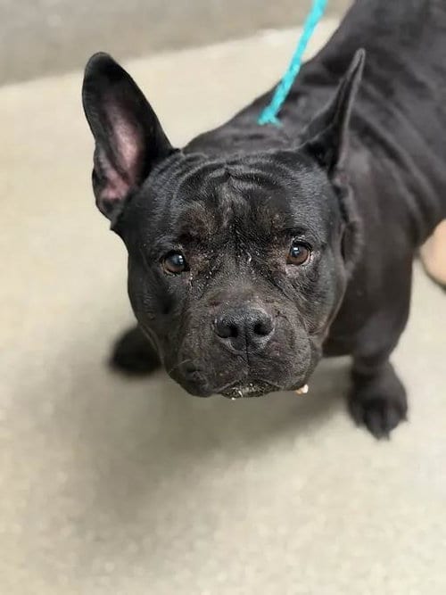 Photo of Ashley, adoptable French Bulldog in Las Vegas, Nevada