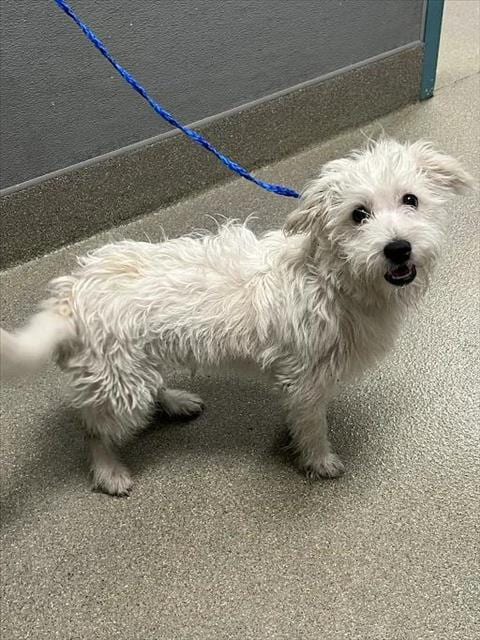 Photo of Marshmallow, adoptable Maltese in Las Vegas, Nevada