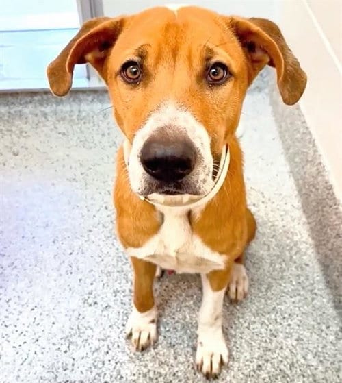 Photo of A661408, adoptable Pit Bull Terrier in Houston, Texas