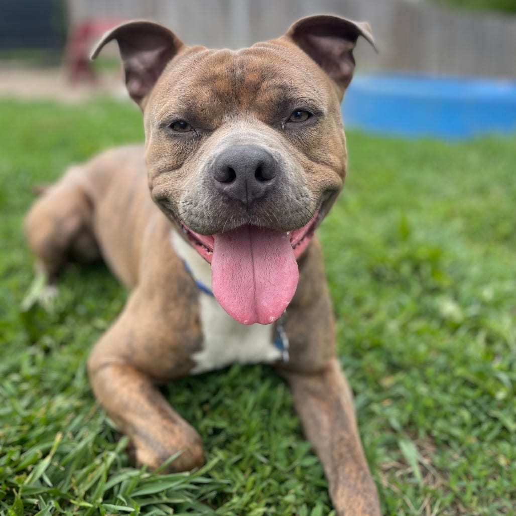 Photo of Axis, adoptable Boxer / Bulldog, American in West Des Moines, Iowa