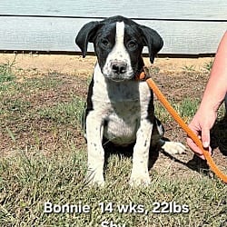 Photo of Bonnie, adoptable Retriever (Unknown Type) Labrador Retriever in Norfolk, Massachusetts