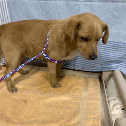 Photo of Bricky, adoptable Chihuahua in Modesto, California
