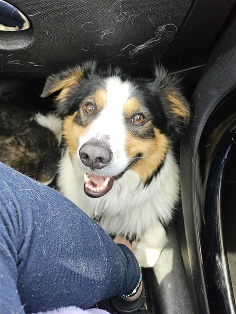 Photo of Hank, adoptable Australian Shepherd in Fruit Heights, Utah