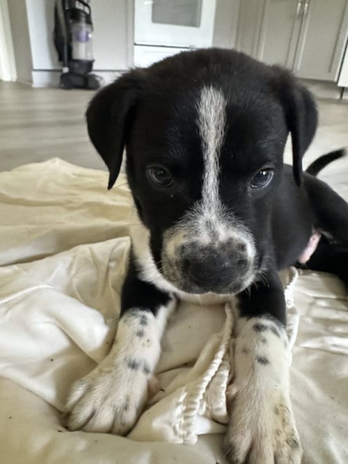 Photo of River, adoptable Staffordshire Bull Terrier in The Woodlands, Texas