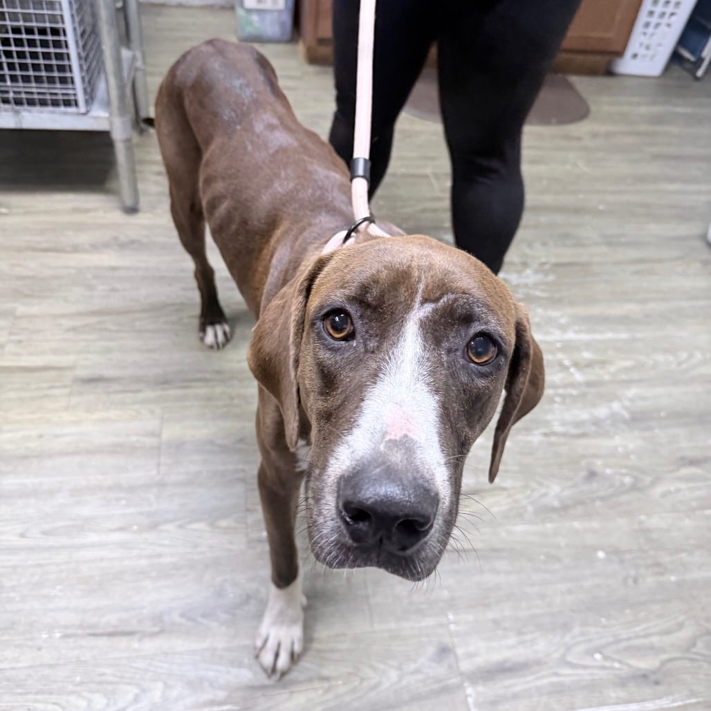 Photo of Brownie, adoptable Mixed Breed (Medium) in Summerville, South Carolina