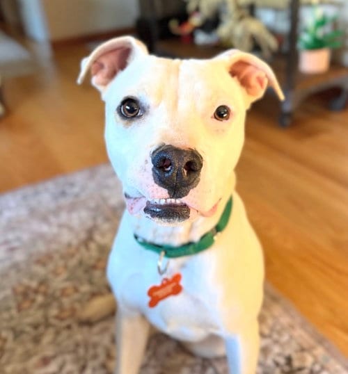 Photo of Rowan, adoptable Pit Bull Terrier in Sunnyvale, California
