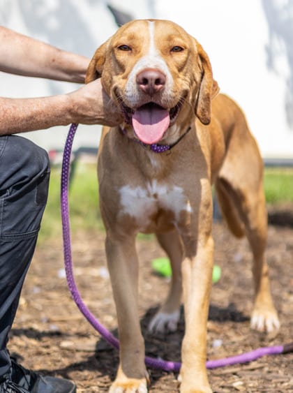 Photo of Frogger, adoptable dog in Chamblee, Georgia