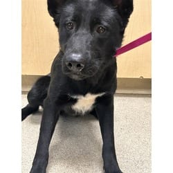 Photo of Tay, adoptable German Shepherd Dog in Jurupa Valley, California