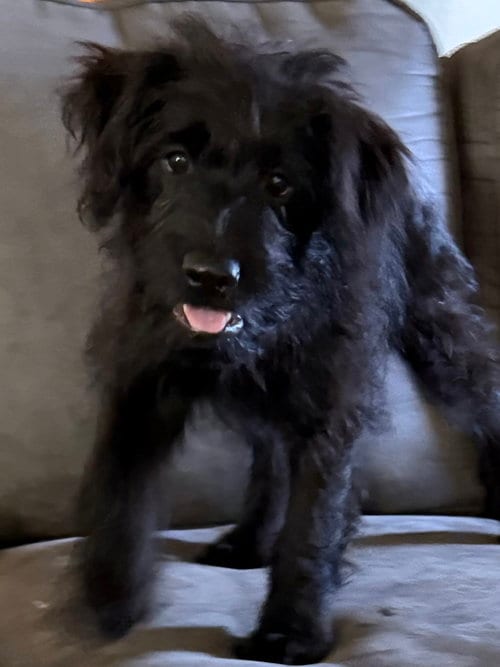 Photo of Kyanite, adoptable Labrador Retriever in The Woodlands, Texas